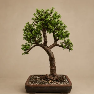 Grand Heritage Bonsai