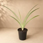 Sansevieria Verigated Katana