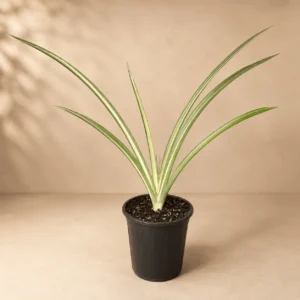 Sansevieria Verigated Katana