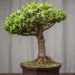 Most Antique Bonsai