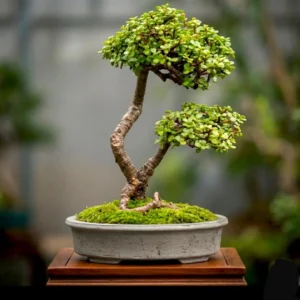 Versatile Bonsai