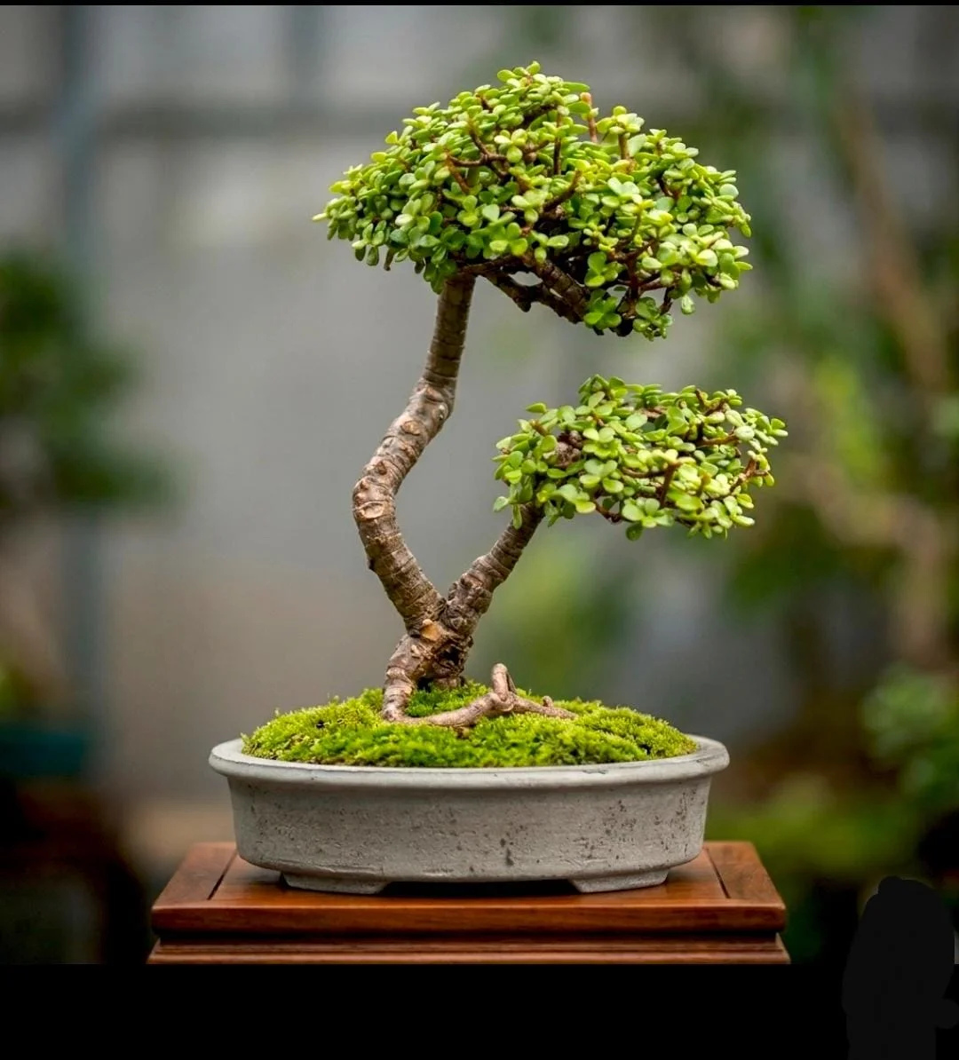 Versatile Bonsai