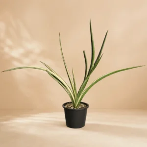 Sansevieria Verigated Katana
