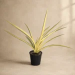Sansevieria Verigated Katana