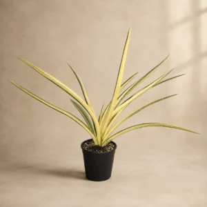 Sansevieria Verigated Katana