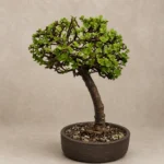 Royal Heritage Jade Bonsai