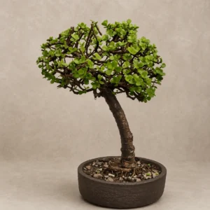 Royal Heritage Jade Bonsai