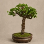 Imperial Jade Bonsai