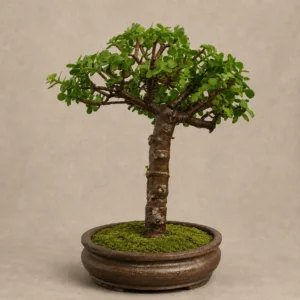 Imperial Jade Bonsai