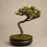 Evergreen Treasure
