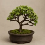 Prestige Jade Bonsai