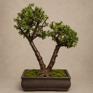 Jade Bonsai Price in Pakistan