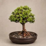Evergreen aura