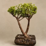 Forest Jewel