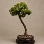 Verdant Crown