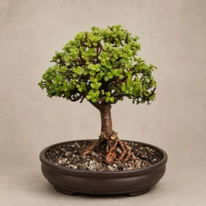 Evergreen aura