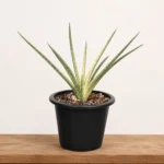Sansevieria| snake Plant