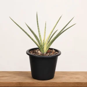 Sansevieria| snake Plant
