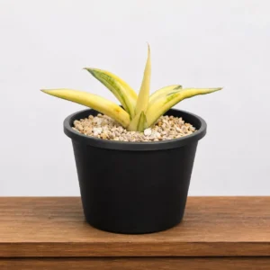 Sansevieria verigated Patten's 4k