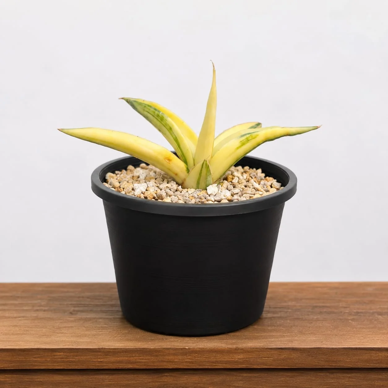 Sansevieria verigated Patten's 4k