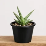 sansevieria Fat man