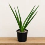 Sansevieria koko
