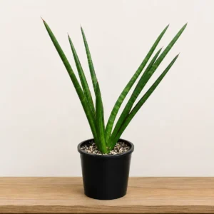 Sansevieria koko