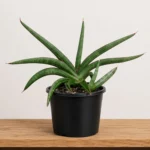 Sanseveria koko with pup