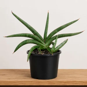 Sanseveria koko with pup