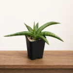 sansevieria verigated pattens