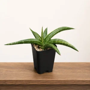 sansevieria verigated pattens