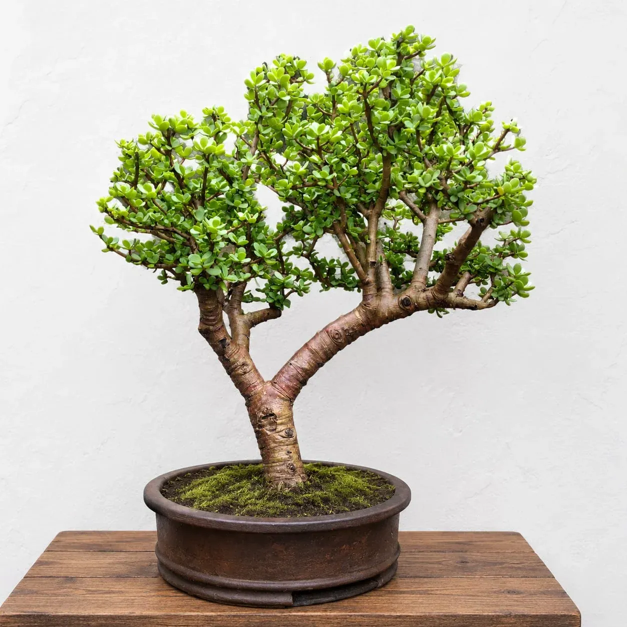 Legend Jade tree